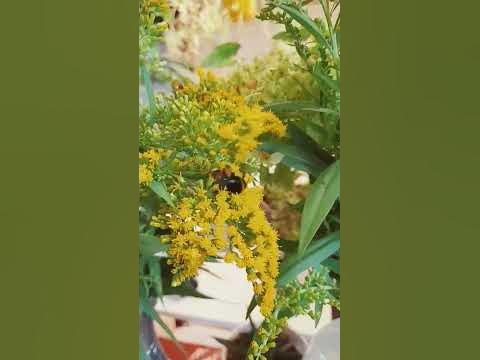 шмель - YouTube