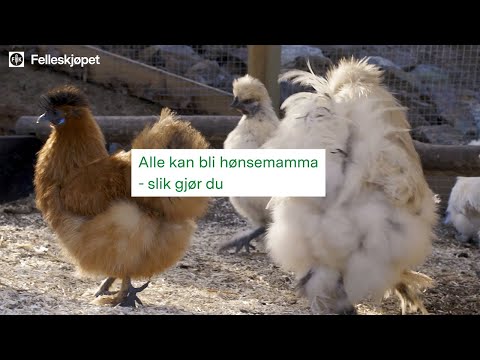 Video: Fugleinfluensa I Fugler