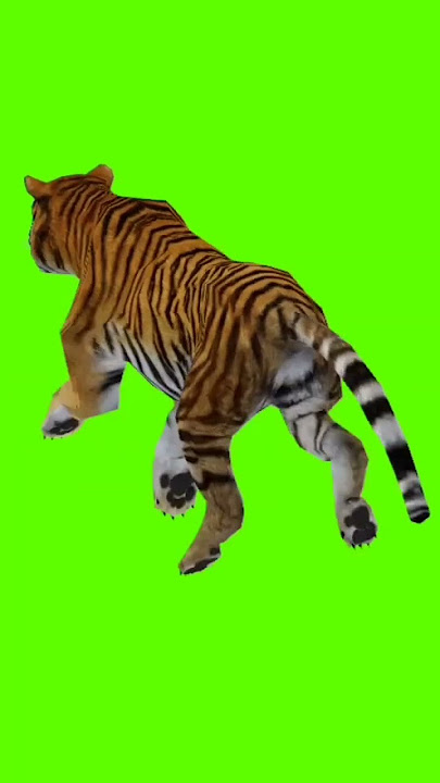 Green screen Harimau... (No copyright)!