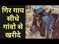 How to purchase Gir Gomata directly from village area of Gujrat. Gir Bhavnagar Somnath