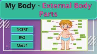 My Body | EVS | Class 1 | External Body Parts for kids | Sense Organs | Worksheets