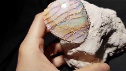 Opalised Shell