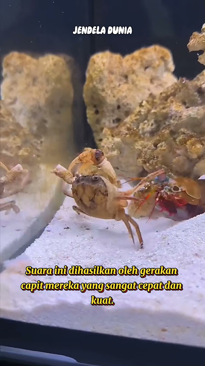 PEMILIK SUARA TERKERAS DI DUNIA 'UDANG MANTIS' #youtubeshorts #ytshorts #reels #fyp #fypシ゚viral