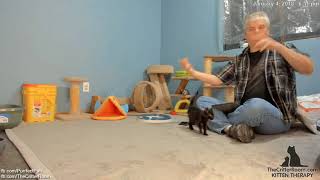 Mew Year's Kittens - Introduction