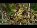 Sauvie Island The Fruits of Summer 2019