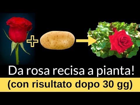 Non buttare la rosa recisa  ecco come farla diventare una pianta!
