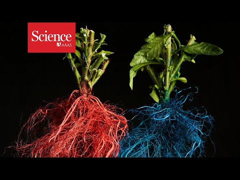 Video: Presun a delenie dospelých rastlín: Čo môžete očakávať od dospelých koreňov