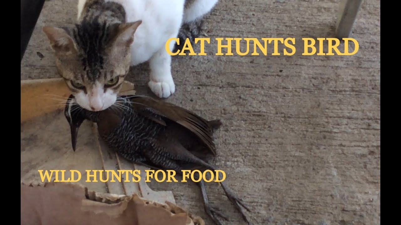 CAT HUNTS BIRD WILD CATS GO HUNTING YouTube