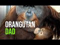 Orangutan Dad Steps Up After His Mate's Death