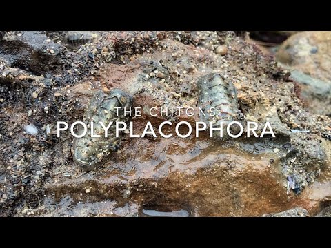 Video: Polyplacophora iliishi wapi?