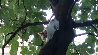 Cross Fit Yapan Yavru Kedi - Kedi Özel Harekat - Kedi Videoları Kedisi