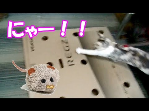 可愛い画像 Cat flies out