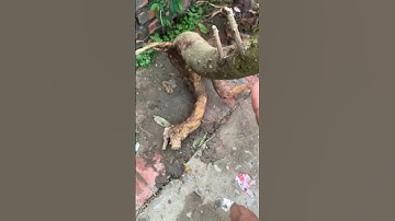 Cây Ưng bất bạc rừng khủng quái