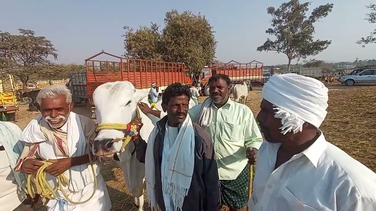 పెబ్బేరు సంతలో ఊరి కోసం ఆంబోతు 2 పండ్ల కోడెను కొన్న నల్గొండ రైతులు | Pebbair Market Latest Update 