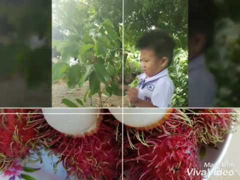 แผนการ สอน วิทยาศาสตร์ ป 4 หลักสูตร ใหม่ พ ว