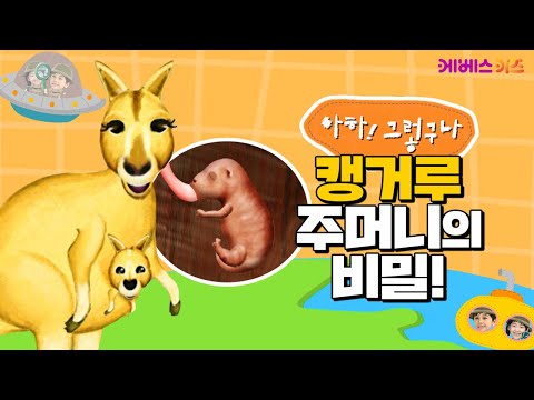 캥거루 주머니 속에 아기 캥거루가 있다고?ㅣ엄마 캥거루의 비밀ㅣ아하! 그렇구나ㅣKBS 방송