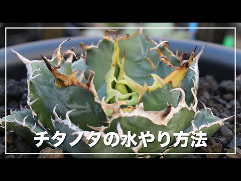 98、アガベ　チタノタ　ブルー 植え替え後発根管理中です！ 植え替え】アガベ ティタノタ（チタノタ）の植え替え。根の整理