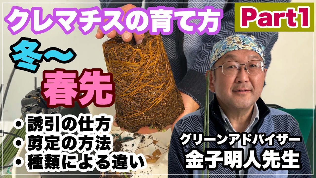 【園芸】冬から春先のクレマチスの育て方！植え替え・剪定・誘引をプロが解説