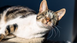 Cat Cult Caught on Camera.