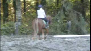 Hunter  pony tacking up and flat work