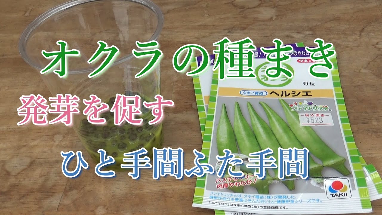 オクラの種まき（オクラは初心者向きの野菜です）
