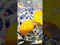 âïžâ. ð ËHow do you guys eat mangoes well??â§âËð€ â
/á - Ë -ã â³ð ðð€ð© â§âË â
ê°ð¥ê±ð·â#mango#fyp#foryoupage