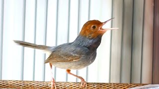 Prenjak Gacor Mantap Suara Melengking Ampuh Buat Pancingan Prenjak Bahan