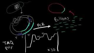 Episode 6.  PCR Overview
