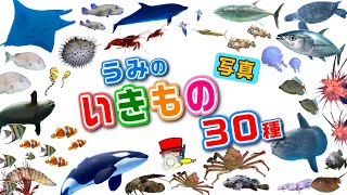 【子供が喜ぶ水族館】海の生き物の写真30種類！お魚さんたちが大集合！さかなの名前図鑑★サメ、クジラ、タコ、チンアナゴ、ハリセンボン、イルカ、イカ★未就学児向け教育｜Fish気分はスキューバダイビング♪