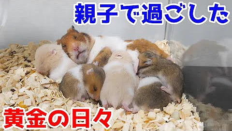 ゴールデンハムスター赤ちゃんの成長記録 生後1日から31日まで Mp3