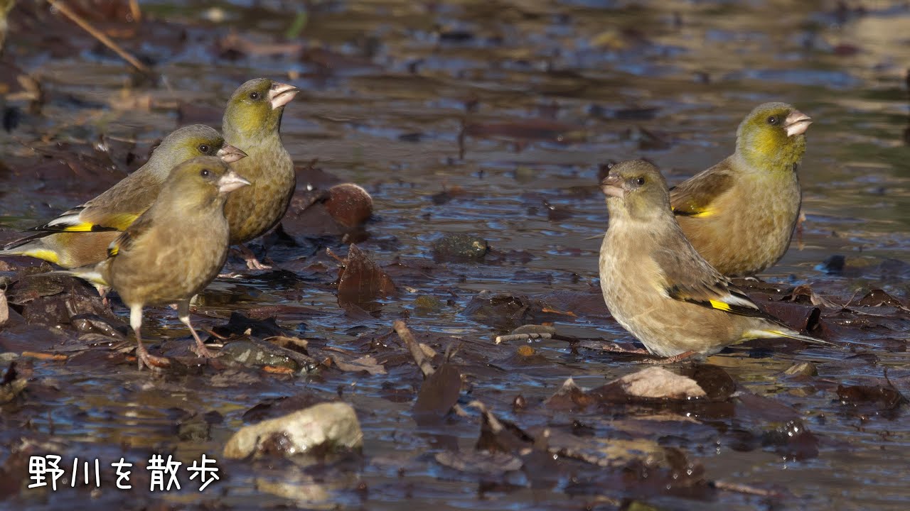 野川を散歩 20260202