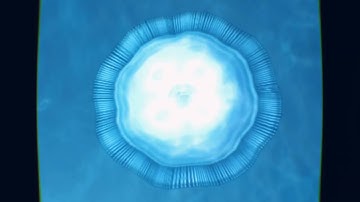 arcologies - oceanique (ambient jungle)