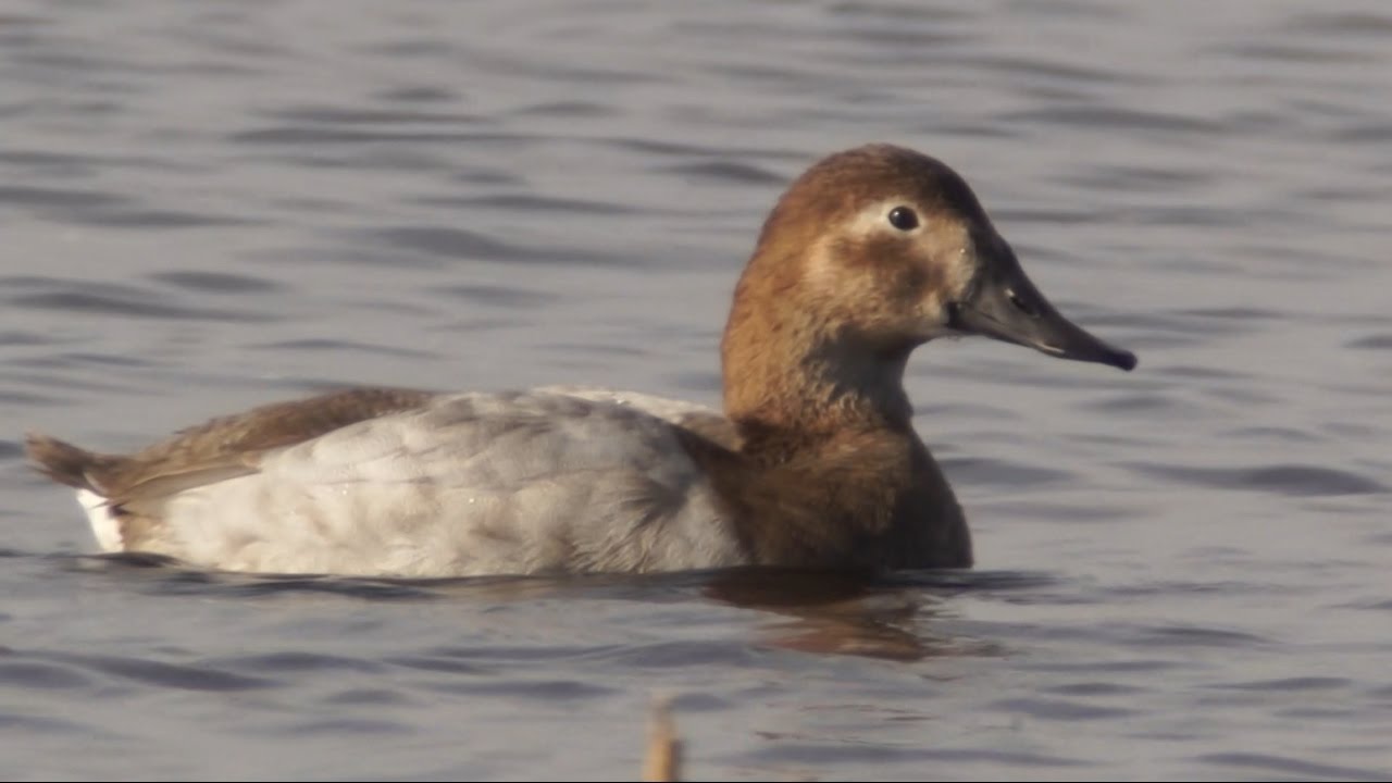 Ducks At The Montezuma National Wildlife Refuge, 11/19/2016 (HD) YouTube