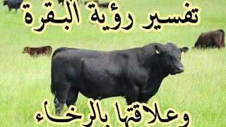 تفسير رؤية البقرة في المنام وعلاقتها بالرخاء/ حمدي الدمرداش