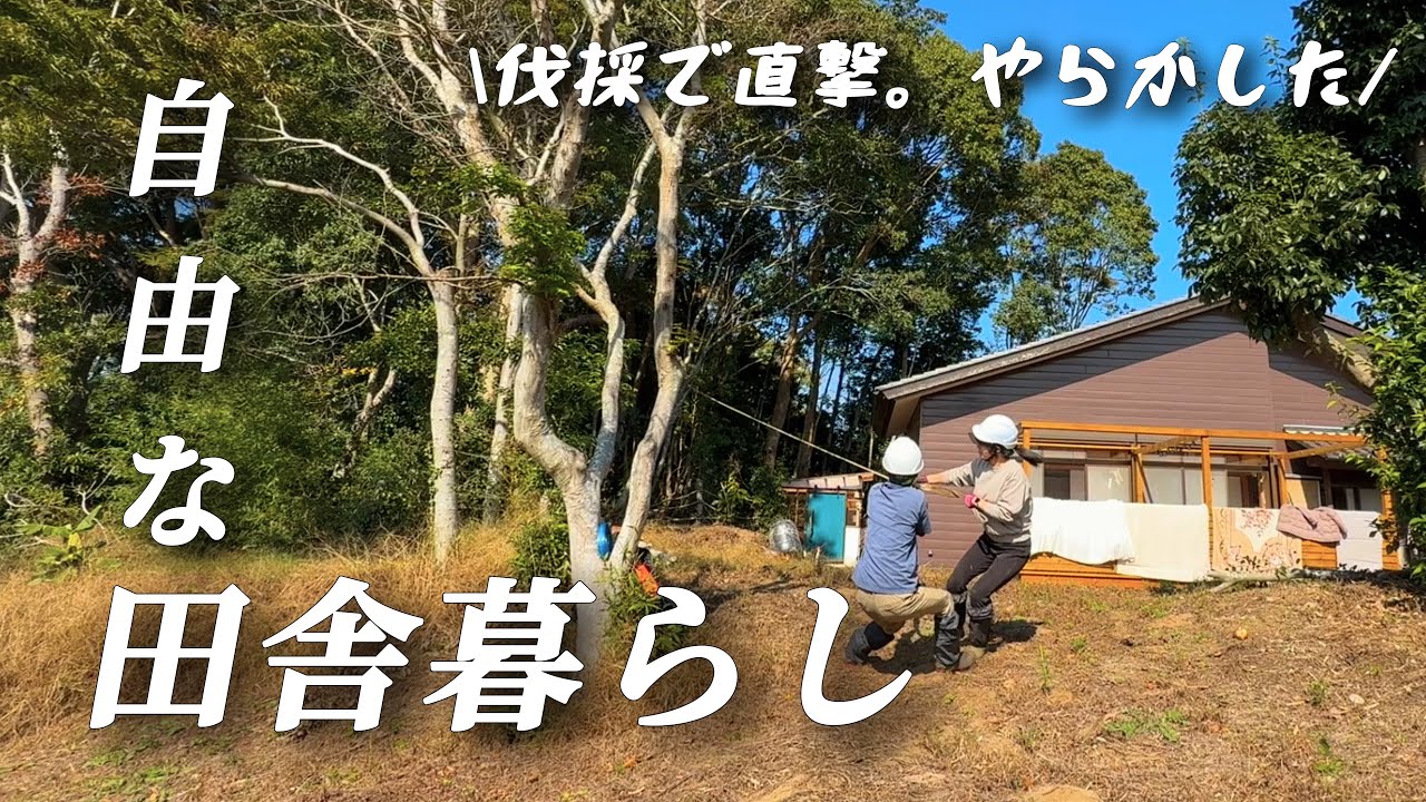 【田舎暮らし】素人高木伐採でやらかしました【移住112】