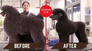 Kiểu cắt Poodle đẹp và dễ chăm sóc lông | German Clip or Tclip on standard poodle named Thor | 3