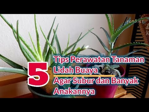 Video: Bagaimana Cara Menyiram Lidah Buaya? Seberapa Sering Anda Harus Menyiram Di Musim Dingin? Bagaimana Cara Menyirami Bunga Dengan Benar Di Rumah?