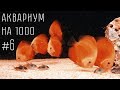 Аквариум на 1000 литров #6.  Готовый аквариум с дискусами.