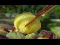栗の皮の簡単なむき方(圧力鍋・魚焼き網) - How to peel Chestnuts (shell and skin)