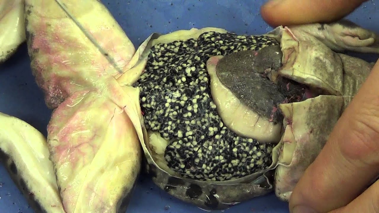 Frog Dissection - YouTube