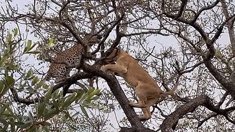 Ravenscourt vs Ottawa Pride - Battle in a tree!