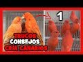 COMO CRIAR CANARIOS 🐤10 TRUCOS que NO CONOCES [FUNCIONA] ✅ COMO CRIAR CANARIOS | CRIA DE CANARIOS 1