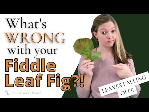 Video: Kvapka listov na figách: Prečo z figovníka padajú listy