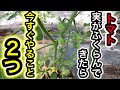 トマトの実がふくらんできたらやる事２つ！このサイズになったら今すぐ行って下さい！
