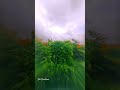 Nature 💚