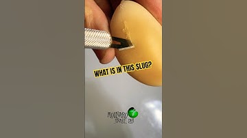 What’s in a slug? #molinarosnakelab #shorts #shortsfeed #eggcutting #snakeeggs #babysnakes #pythons