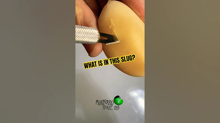 What’s in a slug? #molinarosnakelab #shorts #shortsfeed #eggcutting #snakeeggs #babysnakes #pythons