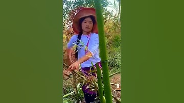 super sharp tool for cutting bamboo trees #shorts