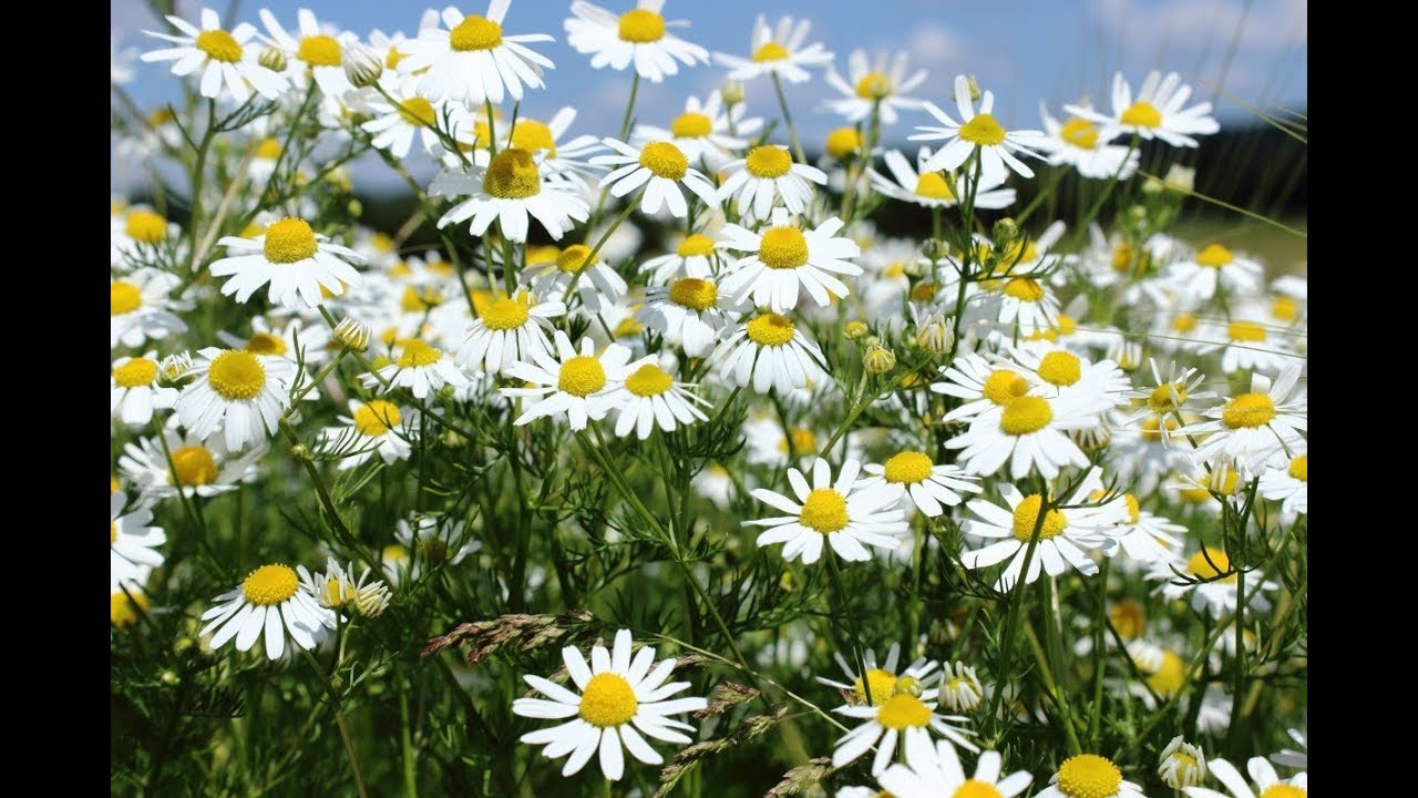 How To Plant Chamomile Flowers From Seeds For Ornamental Plants For