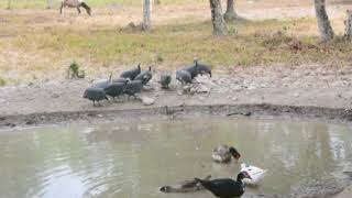 Aves de corral a orillas de un pozo